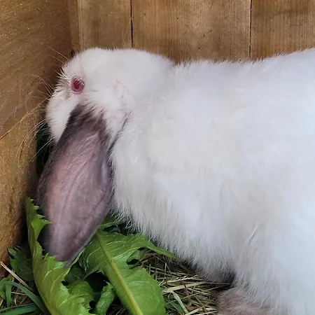 Hébergement de vacances Kaszuby Villagehome