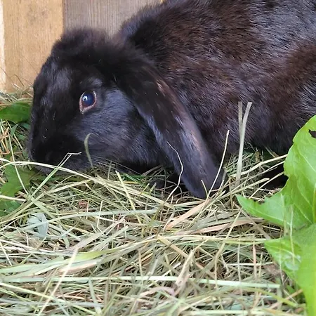 Kaszuby Villagehome Hébergement de vacances