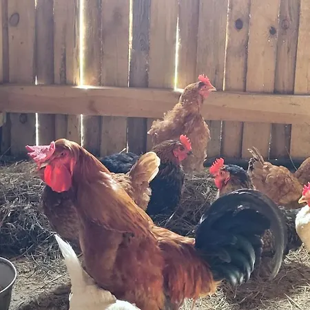 Kaszuby Villagehome Borzytuchom