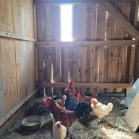 Kaszuby Villagehome 펜션 *