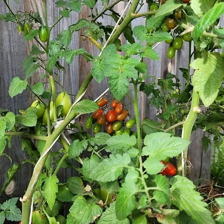 펜션 Kaszuby Villagehome Borzytuchom