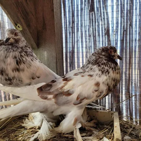 Kaszuby Villagehome 펜션 *