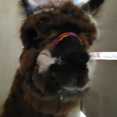 펜션 Kaszuby Villagehome Borzytuchom