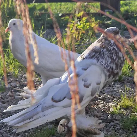 펜션 Kaszuby Villagehome *