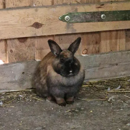 Kaszuby Villagehome 펜션 *