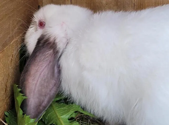 Dom wakacyjny Kaszuby Villagehome