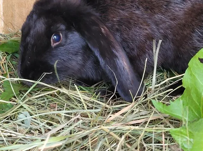 Kaszuby Villagehome Dom wakacyjny