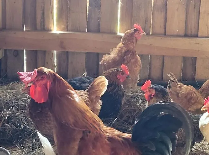 Kaszuby Villagehome Borzytuchom