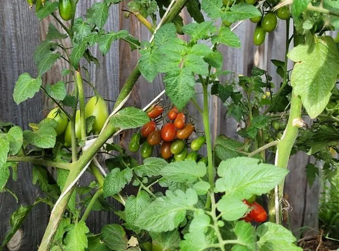 Vakantiehuis Kaszuby Villagehome Borzytuchom