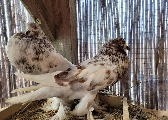 Kaszuby Villagehome Casa de Férias *