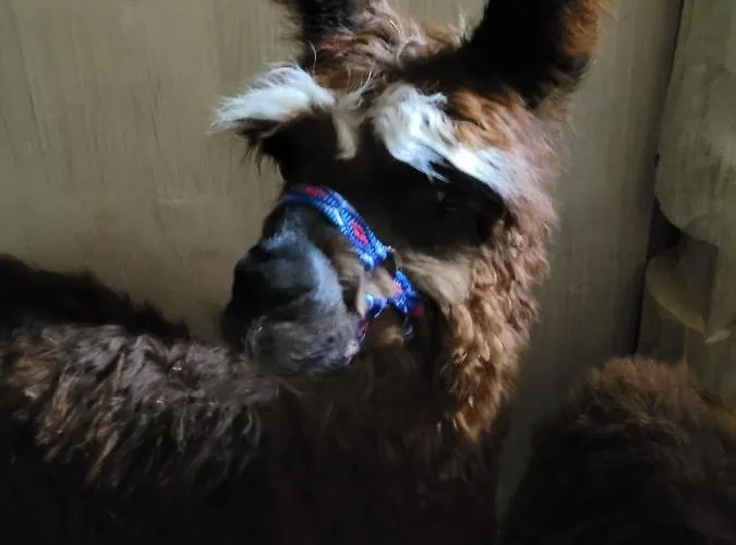 Kaszuby Villagehome *