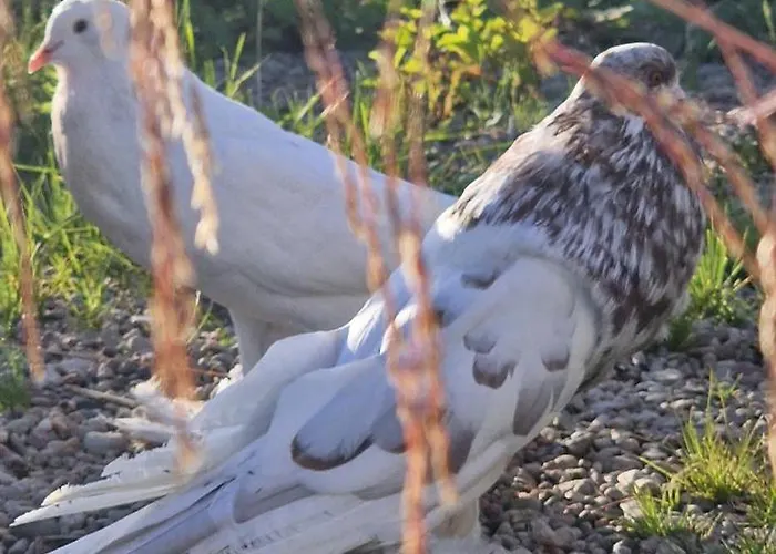 Casa de Férias Kaszuby Villagehome *