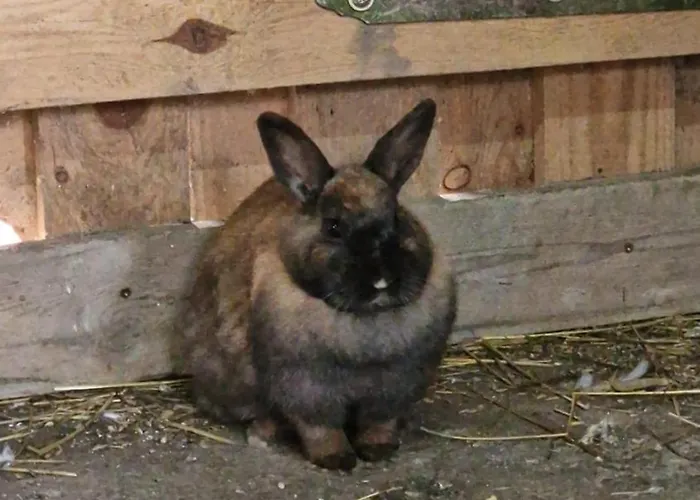 Kaszuby Villagehome Dom wakacyjny *